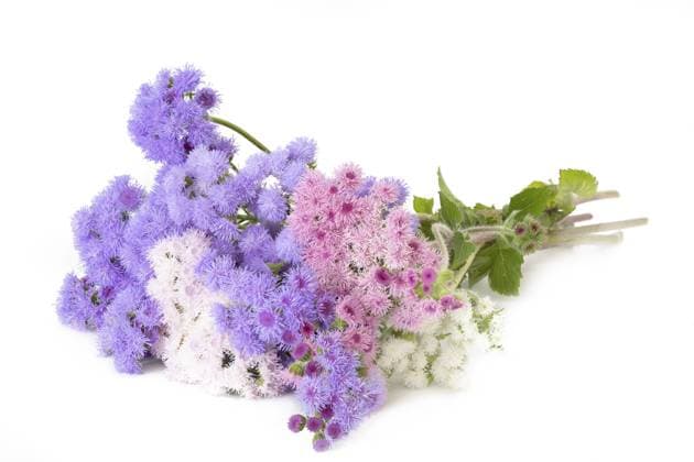 Leberbalsam (Ageratum houstonianum) auf weißem Hintergrund Flossflower (Ageratum houstonianum) on a white background Copyright: imageBROKER HaraldxBiebel ibxiqx10285341.jpg