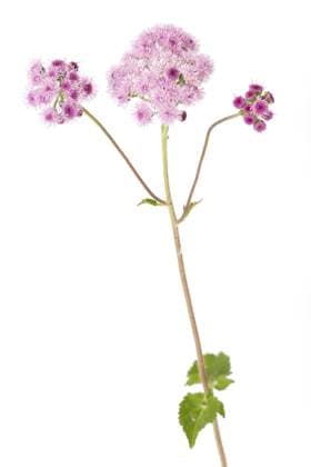 Leberbalsam (Ageratum houstonianum) auf weißem Hintergrund Flossflower (Ageratum houstonianum) on a white background Copyright: imageBROKER HaraldxBiebel ibxiqx10285349.jpg