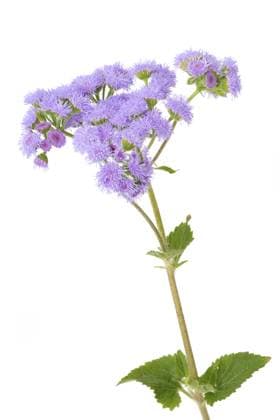 Leberbalsam (Ageratum houstonianum) auf weißem Hintergrund Flossflower (Ageratum houstonianum) on a white background Copyright: imageBROKER HaraldxBiebel ibxiqx10285353.jpg