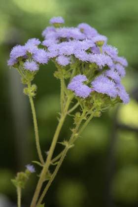 Leberbalsam (Ageratum houstonianum) im Garten Flossflower (Ageratum houstonianum) in the garden Copyright: imageBROKER HaraldxBiebel ibxiqx10285354.jpg