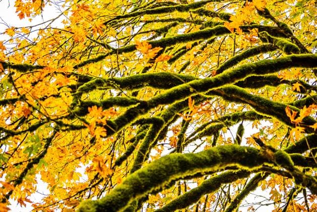 Creative Highlights World Moss-covered tree branches with autumn leaves against the sky Seattle, Washington, United States R_OCZQ240909A-1526699-01
