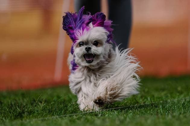 Maltese With Purple Dyed Fur Running Lure Course Dog Sport Clayton, New York, United States R_DMQG2409101A-1535330-01