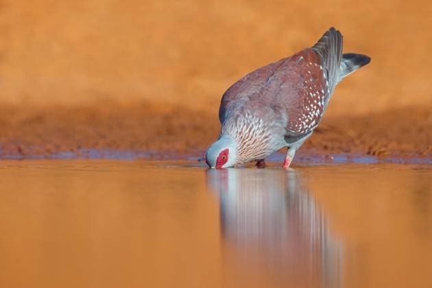 Creative Highlights World Guineataube, Guinea-Taube (Columba guinea), trinkend, Gambia, South Bank, Marakissa River speckled pigeon (Columba guinea), drinking, Gambia, South Bank, Marakissa River BLWS716702 *** Guinea pigeon, Guinea Pigeon Columba Guinea , drinking, Gambia, South Bank, Marakissa River Speckled Pigeon Columba Guinea , drinking, Gambia, South Bank, Marakissa River BLWS716702 Copyright: xblickwinkel McPHOTO M.xSchaefx