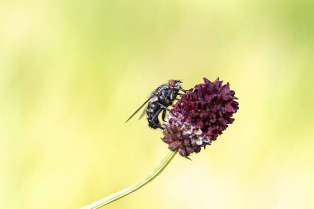 Fleischfliege (Sarcophagidae), Großer Wiesenknopf (Sanguisorba officinalis), sitzt auf Blüte, Nordrhein-Westfalen, Deutschland, Europa Flesh fly (Sarcophagidae), great burnet (Sanguisorba officinalis), sitting on a flower, North Rhine-Westphalia, Germany, Europe Copyright: imageBROKER FarinaxGraßmann ibxfgr11360866.jpg