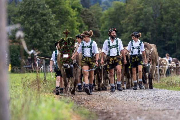 News Themen der Woche KW37 News Bilder des Tages Viehscheid im Allgäu Im Oberstdorfer Ortsteil Schöllang fand heute Vormittag der Almabtrieb (Viehscheid) statt, bei dem die Rinderherden von den Alpen zurück ins Tal getrieben werden, Oberstdorf Bayern Deutschland *** Cattle drive in the Allgäu In the Oberstdorf district of Schöllang, the cattle drive took place this morning, during which the herds of cattle are driven from the Alps back down into the valley, Oberstdorf Bavaria Germany