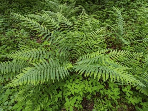 Männlicher Farn (Dryopteris filix mas), Pflanze in einem Waldstück im Frühling, Hessen, Deutschland, Europa Male fern (Dryopteris filix-mas), plant in woodland in springtime, Hesse, Germany, Europe Copyright: imageBROKER D.xUsher ibludu11366226.jpg