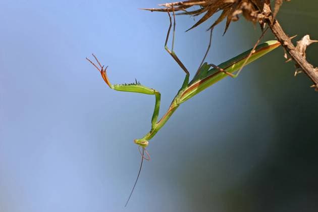 Europaeische Gottesanbeterin, Gottesanbeterin (Mantis religiosa), sitzt auf einer Distel, Deutschland, Baden-Wuerttemberg, Kaiserstuhl European preying mantis (Mantis religiosa), sitting on a thistle, Germany, Baden-Wuerttemberg, Kaiserstuhl BLWS716786 *** european Praying mantis, Praying Mantis Mantis religiosa , sits at a Thistle, Germany, Bathing Wuerttemberg, Kaiserstuhl European preying Mantis Mantis religiosa , Sitting ON a thistle, Germany, Bathing Wuerttemberg, Kaiserstuhl BLWS716786 Copyright: xblickwinkel McPHOTO M.xSchaefx