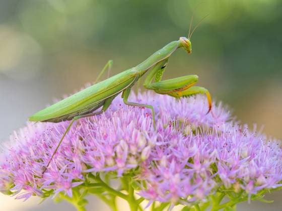 Europaeische Gottesanbeterin, Gottesanbeterin (Mantis religiosa), sitzt auf einer Fetthenne, Hylotelephium, Deutschland, Baden-Wuerttemberg, Kaiserstuhl European preying mantis (Mantis religiosa), sits on a stonecrop, Hylotelephium, Germany, Baden-Wuerttemberg, Kaiserstuhl BLWS716788 *** european Praying mantis, Praying Mantis Mantis religiosa , sits at a Stonecrop, Hylotelephium, Germany, Bathing Wuerttemberg, Kaiserstuhl European preying Mantis Mantis religiosa , sits ON a stonecrop, Hylotelephium, Germany, Bathing Wuerttemberg, Kaiserstuhl BLWS716788 Copyright: xblickwinkel McPHOTO M.xSchaefx