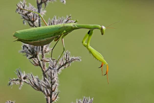 Europaeische Gottesanbeterin, Gottesanbeterin (Mantis religiosa), sitzt auf einer Distel, Deutschland, Baden-Wuerttemberg, Kaiserstuhl European preying mantis (Mantis religiosa), sitting on a thistle, Germany, Baden-Wuerttemberg, Kaiserstuhl BLWS716784 *** european Praying mantis, Praying Mantis Mantis religiosa , sits at a Thistle, Germany, Bathing Wuerttemberg, Kaiserstuhl European preying Mantis Mantis religiosa , Sitting ON a thistle, Germany, Bathing Wuerttemberg, Kaiserstuhl BLWS716784 Copyright: xblickwinkel McPHOTO M.xSchaefx