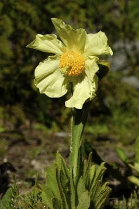 Meconopsis integrifolia, Botanischer Garten, Tromsö, Troms, Norwegen, Europa Meconopsis integrifolia, Botanical Garden, Tromsö, Troms, Norway, Europe Copyright: imageBROKER CarmenxMair ibxiqx11238943.jpg