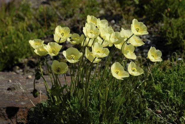 Gelber Mohn, Botanischer Garten, Tromsö, Troms, Norwegen, Europa Yellow poppy, Botanical Garden, Tromsö, Troms, Norway, Europe Copyright: imageBROKER CarmenxMair ibxiqx11239712.jpg