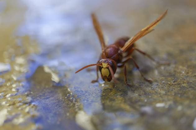 Creative Highlights World Frontalansicht einer invasiven asiatischen Wespe, Vespa orientalis, die in einer Pfütze Wasser trinkt Frontal view of an invasive asiatic wasp, Vespa orientalis, drinking water in a puddle Copyright: imageBROKER joseantona ibxjhh11338894.jpg RECORD DATE NOT STATED