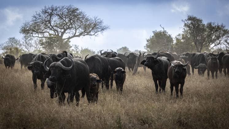 Kaffernbüffel Herde (Syncerus caffer) im Grasland, Balule Plains, Südafrika Herd of african buffalo (Syncerus caffer) in the grasslands, Balule Plains, South Africa, Africa Copyright: imageBROKER MarcxRasmus ibxmra11200790.jpg