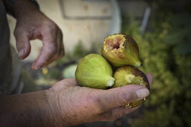 Mann hält frisch geerntete Feigen in der rechten Hand, Baden-Württemberg, Deutschland, Europa Man holding freshly harvested figs in his right hand, Baden-Württemberg, Germany, Europe Copyright: imageBROKER OlafxKrüger ibxomk11356528.jpg