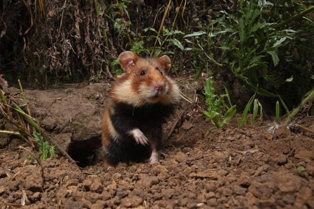 Feldhamster (Cricetus cricetus) am Bau, Thüringen European hamster (Cricetus cricetus) at a construction site, Thuringia Copyright: imageBROKER FranzxChristophxRobi ibxrob11152036.jpg