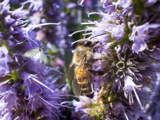 Blütenimpression, Honigbiene (Apis), sitzt auf Duftnessel oder Anis-Ysop (Agastache foeniculum) Flower impression, honey bee (Apis), sitting on anise hyssop (Agastache foeniculum) Copyright: imageBROKER ReinhardxRohner ibxrrf11127588.jpg