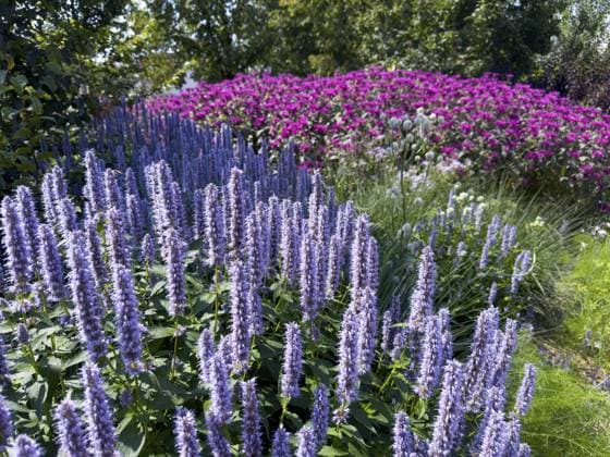 Blütenimpression, vorne Duftnessel oder Anis-Ysop (Agastache foeniculum) Flower impression, in front anise hyssop (Agastache foeniculum) Copyright: imageBROKER ReinhardxRohner ibxrrf11127609.jpg
