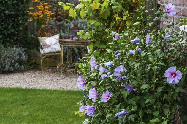 Gartenansicht mit lila Blumen im Vordergrund, einem Stuhl und einem Tisch in einem Blumenbeet, Weseke, Münsterland, deutschland Garden view with purple flower-bed in the foreground, a chair and a table in a flower bed, Weseke, Münsterland, Germany, Europe Copyright: imageBROKER StephanxSühling ibxssh11331382.jpg
