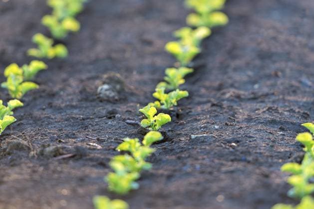 Junge grüne Setzlinge wachsen in ordentlich angeordneten Reihen auf einem Feld, Grünkohl, Baden-Württemberg, Deutschland, Europa Young green seedlings growing in neatly arranged rows in a field, kale, Baden-Württemberg, Germany, Europe Copyright: imageBROKER Lilly ibxtke11275215.jpg