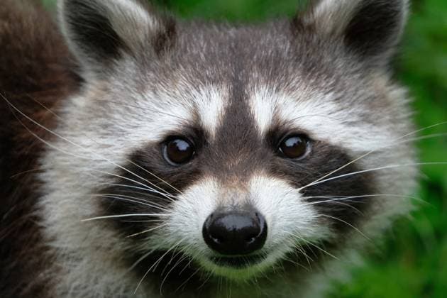 Tiere-Waschbaer in Aktion. Tiere-Waschbaer *** Animals Waschbaer in action Animals Waschbaer