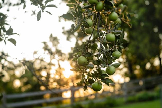 Green apples on an apple tree at sunset along a bokeh-filled fen Elburn, Illinois, United States R_MCKJ24091385-1539539-01