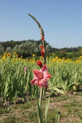 Gladiolus Gladiolus Copyright: xZoonar.com PeterxHimmelhuberx 22179249