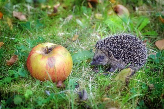 IMAGO Creative: Jahreszeit Herbst, Igel beziehen Winterquartier Cute young hedgehog on an orchard looking for snails and slugs among fallen apples in the grass, it has to grow and eat enough fat reserves for hibernation, copy space Cute young hedgehog on an orchard looking for snails and slugs among fallen apples in the grass, it has to grow and eat enough fat reserves for hibernation, copy space, selected focus Copyright: xZoonar.com MarenxWinterx 22206256