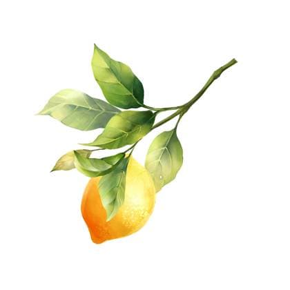 Creative Highlights Symbolfotos Lemons with leaves, isolated on white background. Hand drawn illustration in watercolor style. Lemons with leaves, isolated on white background. Hand drawn illustration in watercolor style Copyright: xZoonar.com OlgaxGribanovax 22208457