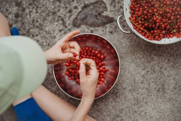 IMAGO Creative, Sommer, Sommertage im Garten Creative Highlights Symbolfotos Boy picking red currants with hands, sorting berries in metal bowl. Thun, Canton of Bern, Switzerland R_FFVO240917C-1529529-01 ,model released, Symbolfoto