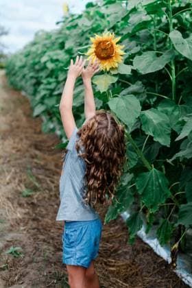 Creative Highlights Symbolfotos Little girl reaching for a sunflower Valdosta, Georgia, United States R_HZPG240917-1544009-01 ,model released, Symbolfoto