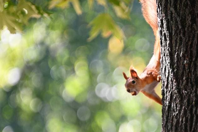 Entertainment Bilder des Tages Russia Weather 8768037 18.09.2024 A squirrel sits on a tree on a warm autumn day in Moscow, Russia. Ramil Sitdikov Sputnik Moscow Russia  Copyright: xRamilxSitdikovx