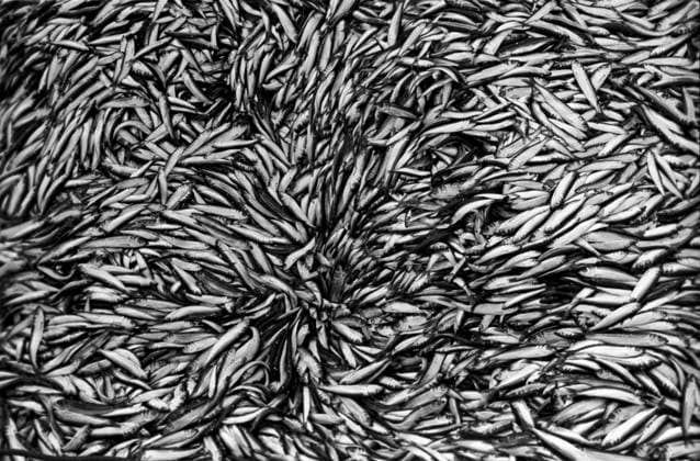 Archivbilder der Woche KW38 Kirov fishing collective farm in Estonia 8767966 13.05.1984 A catch of Baltic herring on a ship of the Kirov Exemplary Fishing Collective Farm in the Estonian SSR. Vsevolod Tarasevich Estonia  Copyright: xVsevolodxTarasevichx