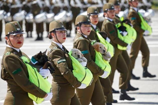 Bilder des Jahres 2024, News 09 September News Themen der Woche KW38 News Bilder des Tages Chile, Militärparade in Santiago Santiago September 19, 2024 Puppies of the Carabineros canine brigade during the Great Military Parade 2024 at the Ohiggins Park ellipse Sebastian Cisternas Aton Chile, Santiago Chile Aton 940427  Copyright: SEBASTIANxCISTERNAS xATONxCHILE