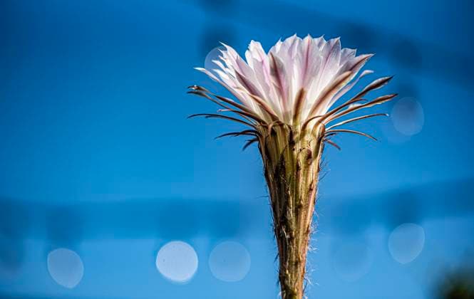 Kalendermotive: Kakteen September 19, 2024, Placentia, California, United States of America: The night blooming flower of an Easter Lily cactus is found during a close up exploration of a residential garden in Placentia, California Placentia United States of America - ZUMAc900 20240919_zap_c900_054 Copyright: xBrucexChambersx