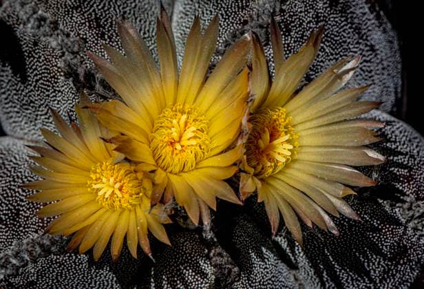 Kalendermotive: Kakteen September 19, 2024, Placentia, California, United States of America: Delicate flowers, atop a Bishops Cap cactus, are found during a close up exploration of a residential garden in Placentia, California Placentia United States of America - ZUMAc900 20240919_zap_c900_079 Copyright: xBrucexChambersx