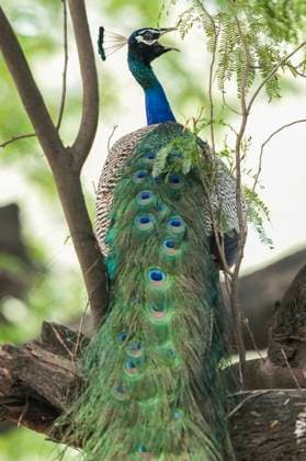 Entertainment Bilder des Tages Standalone: Peacock at Delhi Zoo New Delhi: A peacock perches on a tree branch at the National Zoological Park, in New Delhi, Sunday, Sept. 22, 2024. (PTI Photo Kamal Kishore) (PTI09_22_2024_000178A) New Delhi Delhi India  Copyright: xKamalxKishorex (PTI09_22_2024_000178A)