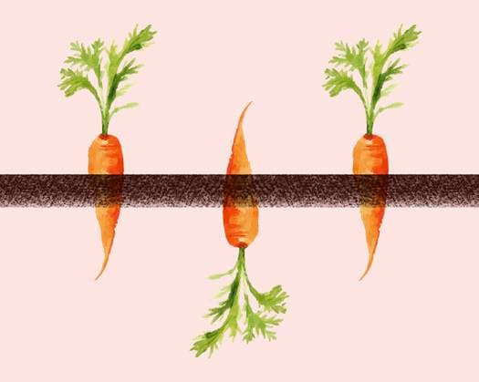 illustration of carrots, one upside down, symbolizing nonconformity and individuality on a pastel pink background Three vibrant carrots with lush green tops on a pale background, two above and one hanging below a dark line. sham00536 Copyright: xConnectxImagesx ,property released