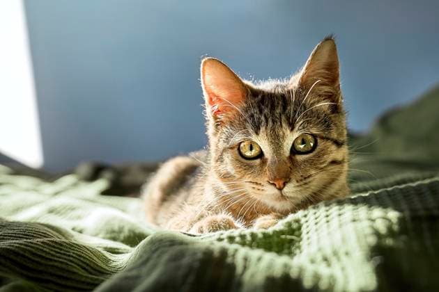 Tabby kitten sitting on bed at home property released, CATF00229