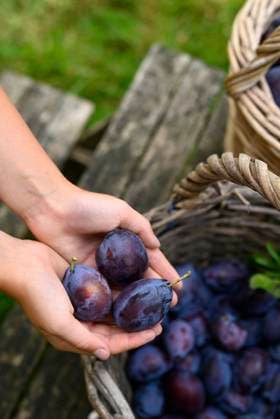 IMAGO Creative, Jahreszeit Sommer, Food, Pflaume Close-up of a child™s hands holding plums harvested in a basket in a garden model released, Symbolfoto, Hamburg Hamburg Deutschland Altes Land GISF01135