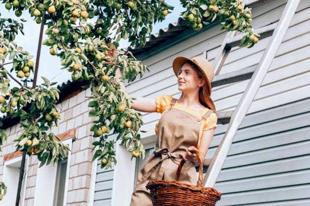 Smiling girl holding basket and picking pear fruit from tree in back yard model released, Symbolfoto property released, ADF00475