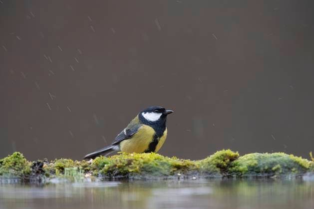 A Great tit sits gracefully on a moss-covered surface, with light rainfall creating a serene backdrop, highlighting its vibrant yellow and black plumage. Model Released DavidJerez_ID24001_695786_007 Copyright: xDavidxJerezx RECORD DATE NOT STATED