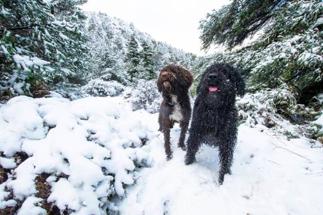 Image depicting two playful dogs, one brown and one black, enjoying a scenic walk amid a snow-covered forest landscape Both appear to be happy, one with tongue out in a winter setting Model Released FranAlfonseca_ID24010_696068_007 Copyright: xFranxAlfonsecax