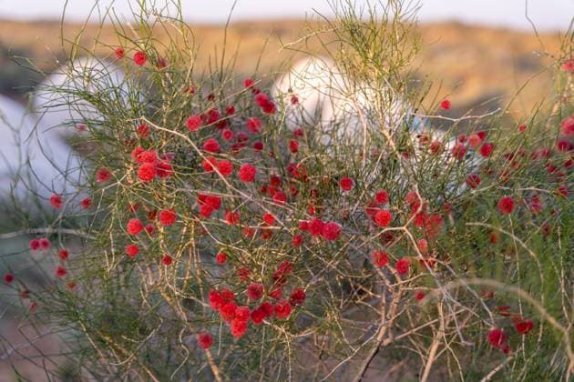 A bush with red flowers is in the foreground Yangikazgan, Navoiy Region, Uzbekistan R_OYOY240923A-1539252-01