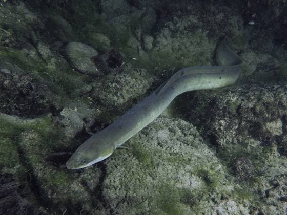Grauer Europäischer Aal (Anguilla anguilla) in einer Steinumgebung mit Algen. Tauchplatz Klosterinsel, Rheinau, Kanton Zürich, Rhein, Hochrhein, Schweiz, Deutschland, Europa Grey European eel (Anguilla anguilla) in a rocky environment with algae. Dive site Klosterinsel, Rheinau, Canton Zurich, Rhine, High Rhine, Switzerland, Germany, Europe Copyright: imageBROKER RolfxvonxRiedmatten ibxrvo11406960.jpg