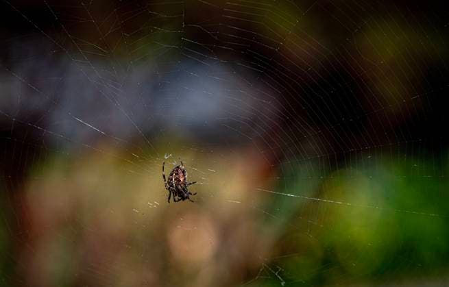 September 24, 2024, Indianola, Washington, USA: Large spiders were seen while touring the private Windcliff Gardens, near Indianola, Washington. Situated on 6.5 acres of south-facing high bluff overlooking Puget Sound, Windcliff is the home and garden of Dan Hinkley and Robert Jones. The house, designed by Robert, and garden are fifteen years old. Indianola USA - ZUMAc900 20240924_zap_c900_121 Copyright: xBrucexChambersx