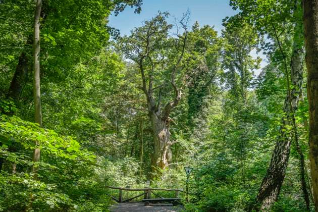 Oak, Dicke Marie, Tegel, Reinickendorf, Berlin, Germany
