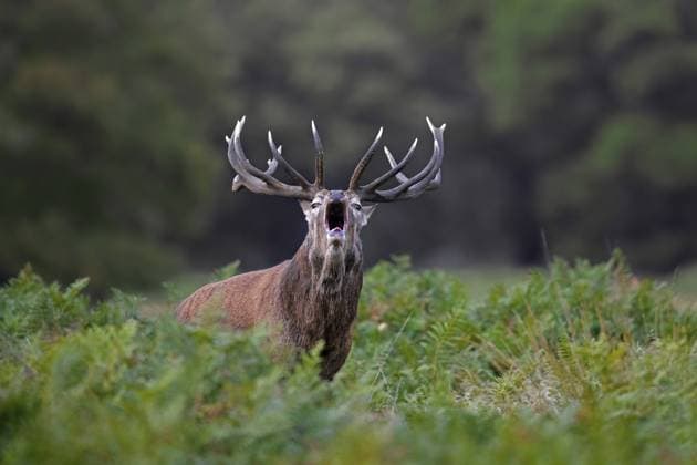 Creative Highlights World Rothirsch (Cervus elaphus) beim Brüllen zwischen Farnkraut in einem Waldgebiet während der Brunft im Herbst, Herbst Red deer (Cervus elaphus) stag bellowing among bracken in woodland during the rut in autumn, fall Copyright: imageBROKER alimdix xArterrax xS ibltsm11462961.jpg