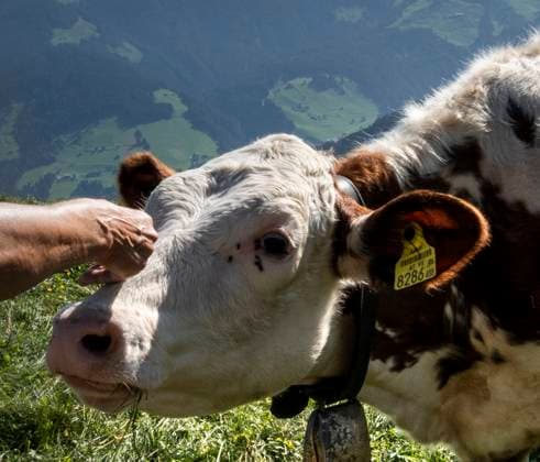 Wildschönau: Streicheleinheit für eine Kuh. - Eine Hand streichelt auf einer Weide in der Wildschönau (Tirol Österreich) den Kopf einer Kuh. Scheinbar genießt das Tier die Streicheleinheit. Thierbach Tirol Österreich *** Wildschönau Petting a cow A hand strokes the head of a cow on a pasture in the Wildschönau Tyrol Austria The animal appears to be enjoying the petting Thierbach Tyrol Austria