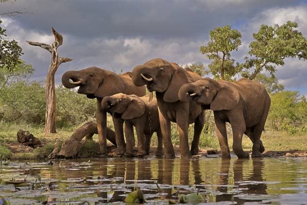 Creative Highlights World Afrikanischer Elefant (Loxodonta africana), adult, Jungtiere, Gruppe, am Wasser, trinkend, Krüger Nationalpark, Kruger Nationalpark, Südafrika African elephant (Loxodonta africana), adult, juvenile, group, at the water, drinking, Kruger National Park, Kruger National Park, South Africa, Africa Copyright: imageBROKER Jürgenx&xChristinexS ibxsox11454644.jpg