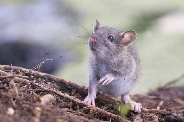 Eine kleine neugierige Wanderratte (Rattus norvegicus) steht auf dem Boden und schaut in die Ferne, umgeben von Natur, Hessen, Deutschland, Europa A small curious Norway rat (Rattus norvegicus) stands on the ground and looks into the distance, surrounded by nature, Hesse, Germany, Europe Copyright: imageBROKER WilfriedxMartin ibxwma11455688.jpg